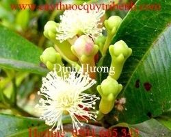 Mua bán đinh hương uy tín tại Hòa Bình có tác dụng chữa đau đầu