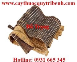 Mua bán đỗ trọng tại Hà Nội có tác dụng trị bệnh đau lưng tốt nhất