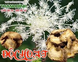 Mua bán độc hoạt tại quận 3 có tác dụng chữa đau nhức thắt lưng hiệu quả