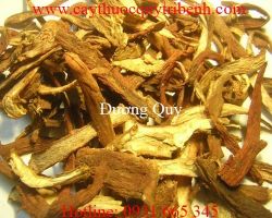Mua bán đương quy chất lượng tại Hà Nam trị đau xương hiệu quả nhất