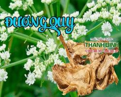 Mua bán đương quy ở quận Phú Nhuận giảm đau nhức xương khớp do té ngã