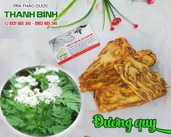 Mua bán đương quy tại quận Hai Bà Trưng điều trị bệnh thiếu máu