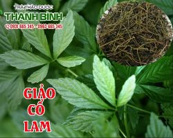 Mua bán giảo cổ lam tại quận 6 có tác dụng tiêu mỡ