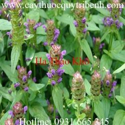 Mua bán hạ khô thảo tại An Giang có tác dụng điều trị bướu cổ hiệu quả