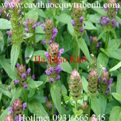 Mua bán hạ khô thảo tại Tây Ninh giúp chữa đau mắt hiệu quả nhất