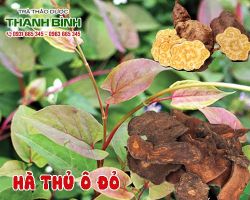 Mua bán hà thủ ô đỏ ở quận Tân Bình có tác dụng bổ huyết