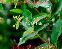 Mua bán hà thủ ô trắng ở đâu tại tp hcm ???