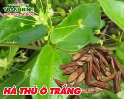 Mua bán hà thủ ô trắng ở huyện Cần Giờ chữa rắn cắn hiệu quả nhất