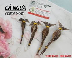 Mua bán hải mã ở quận Thủ Đức điều trị liệt dương, di tinh