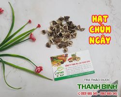 Mua bán hạt chùm ngây tại quận 3 có tác dụng điều trị bệnh tiểu đường