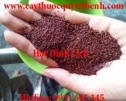 Mua bán hạt đình lịch tại Hà Nội giúp điều trị mụn giảm thâm làm trắng
