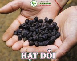 Mua bán hạt dỗi tại Hải Dương hỗ trợ điều trị đau bụng hiệu quả