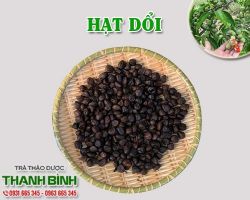 Mua bán hạt dổi tại huyện Thường Tín hỗ trợ điều trị bệnh xương khớp