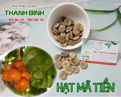 Mua bán hạt mã tiền tại quận Ba Đình có tác dụng điều trị đau nhức xương khớp