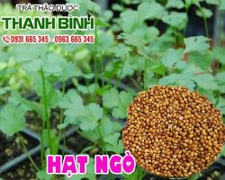 Mua bán hạt ngò ở quận Thủ Đức có tác dụng giảm căng thẳng