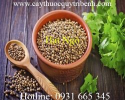 Mua bán hạt ngò tại Thừa Thiên Huế hỗ trợ kích thích sự ham muốn tốt