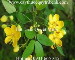 Mua bán hạt thảo quyết minh tại Hà Nội chữa các bệnh về mắt tốt nhất