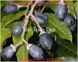 Mua bán hạt trám đen tại quận 9 điều trị mắt có mộng hiệu quả nhất