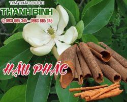 Mua bán hậu phác tại quận 8 có tác dụng chữa tức ngực, nôn mửa