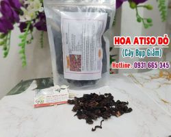 Mua bán hoa atiso đỏ (cây bụp giấm) tại quận 12 giúp hỗ trợ chức năng tiêu