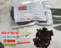 Mua bán hoa atiso đỏ (cây bụp giấm) tại quận 5 giúp giải độc gan hiệu quả