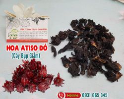 Mua bán hoa atiso đỏ (cây bụp giấm) tại quận Cầu Giấy có tác dụng giải độc gan