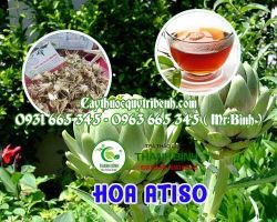 Mua bán hoa atiso tại huyện Thường Tín hỗ trợ tăng cường chức năng gan