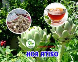 Mua bán hoa atiso tại quận Ba Đình hỗ trợ bảo vệ men gan hiệu quả nhất
