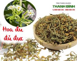 Mua bán hoa đu đủ đực tại huyện Phúc Thọ điều trị viêm phế quản