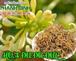 Mua bán hoa đu đủ đực tại quận 10 có tác dụng trị ung thư phổi