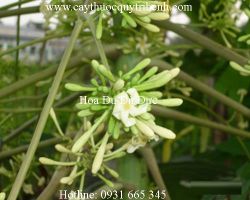 Mua bán hoa đu đủ đực tại quận Bình Tân có tác dụng điều trị đau niệu đạo