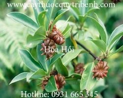 Mua bán hoa hồi chất lượng tại Vĩnh Phúc giúp chữa trị đau lưng