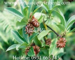 Mua bán hoa hồi tại Sơn La giúp chữa trị ngộ độc thịt cá hiệu quả nhất