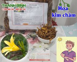 Mua bán hoa kim châm tại huyện Phú Xuyên giúp trị mụn nhọt