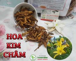 Mua bán hoa kim châm tại quận 10 có tác dụng giúp lợi tiểu tốt nhất