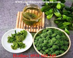 Mua bán hoa tam thất tại Điện Biên có tác dụng điều trị mồ hôi trộm