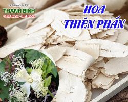 Mua bán hoa thiên phấn ở huyện Hóc Môn chữa trị tiểu đường tốt nhất