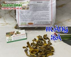Mua bán hoàng bá ở huyện Cần Giờ có tác dụng trị phù thũng, yếu chân do thấp nhiệt