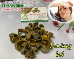 Mua bán hoàng bá tại quận Thanh Xuân có tác dụng trị vàng da