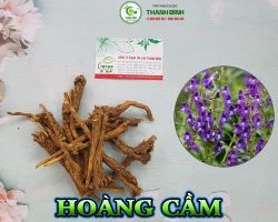 Mua bán hoàng cầm tại quận 1 có công dụng kháng khuẩn rất cao