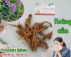 Mua bán hoàng cầm tại quận Tây Hồ có tác dụng hạ huyết áp