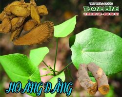 Mua bán hoàng đằng ở huyện Hóc Môn có tác dụng trị viêm ruột kiết lỵ
