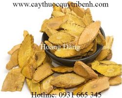 Mua bán hoàng đằng tại Nam Định hỗ trợ trị chứng bệnh kiết lỵ tốt nhất