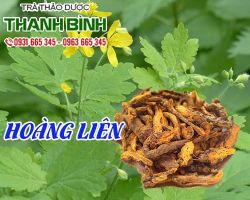 Mua bán hoàng liên tại quận 6 trị nổi mề đay, chàm da