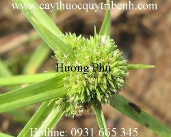 Mua bán hương phụ tại quận 4 giúp điều trị đau bụng kinh hiệu quả nhất