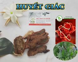 Mua bán huyết giác ở huyện Nhà Bè có công dụng giảm cơn nhói tim kể cả ê ẩm bả