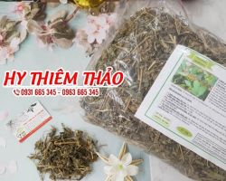 Mua bán hy thiêm thảo ở quận Phú Nhuận trị tăng huyết áp
