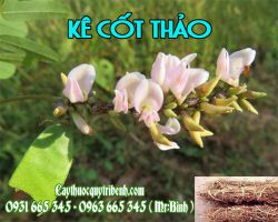 Mua bán kê cốt thảo ở quận Tân Bình có công dụng trị viêm gan mạn tính