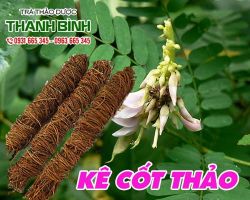 Mua bán kê cốt thảo ở quận Tân Bình có tác dụng điều trị men gan cao