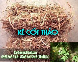Mua bán kê cốt thảo tại quận Hoàn Kiếm giúp điều trị viêm hạch bạch huyết